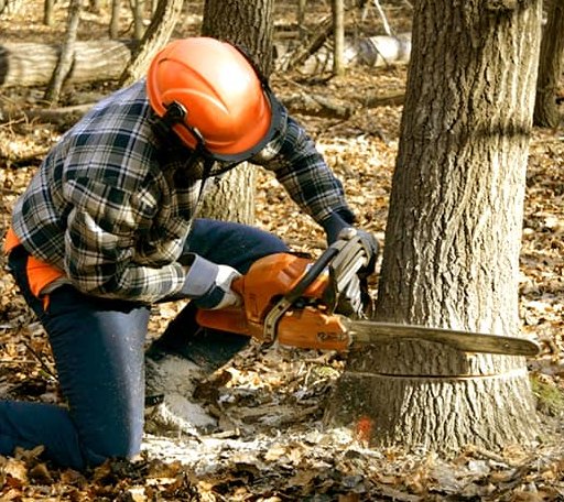 Tree Removal in Church Road, VA